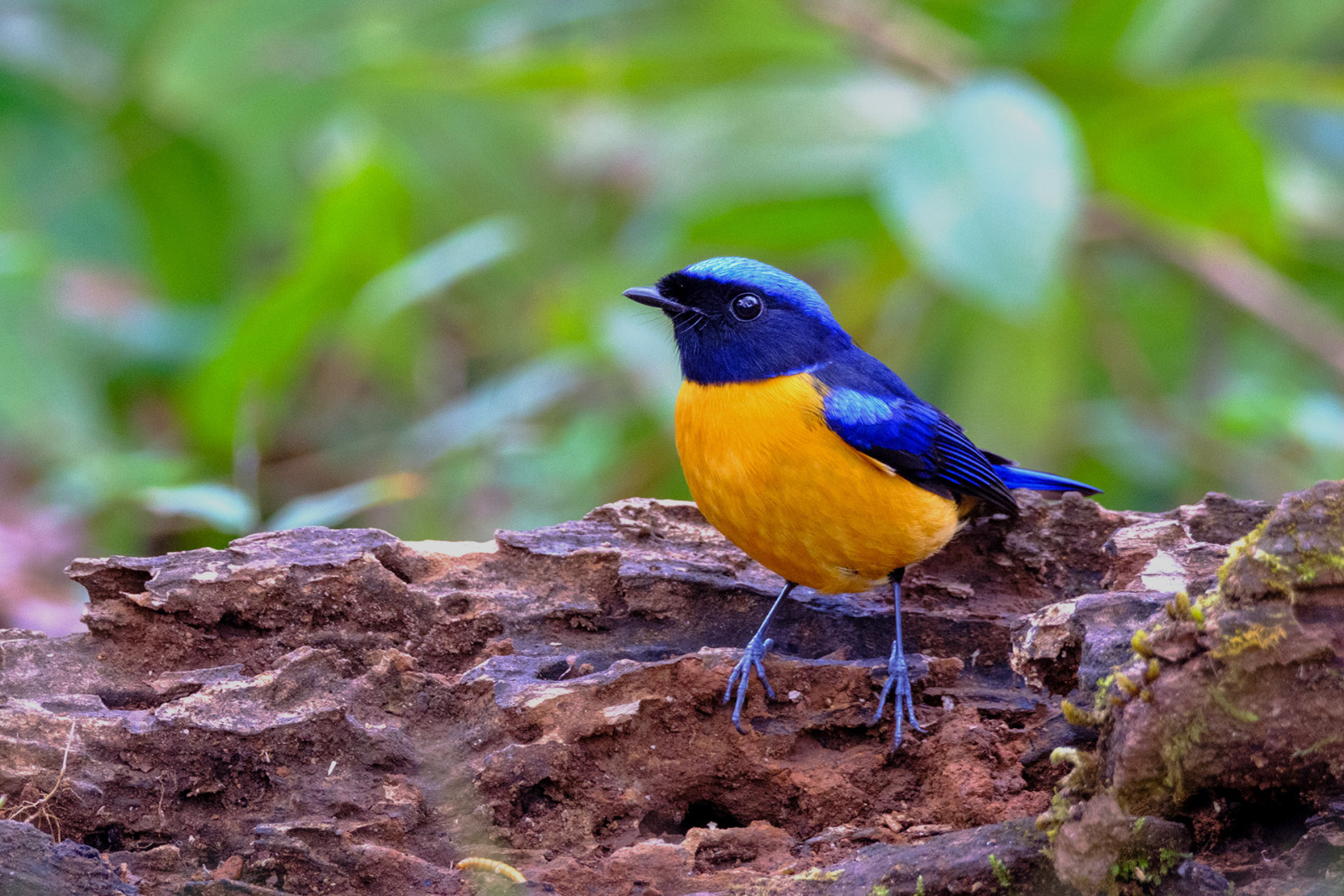 image Rufous-bellied Niltava